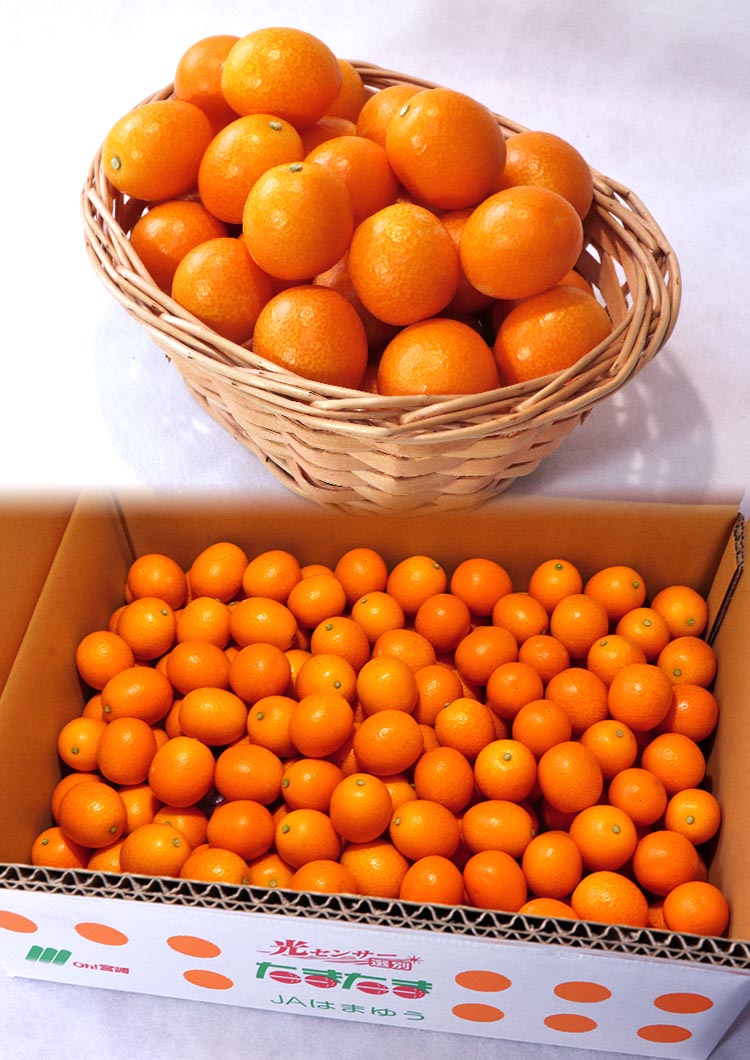たまたま 大粒 完熟きんかん 約3kg 2〜3Lサイズ 宮崎県産 JA共撰品