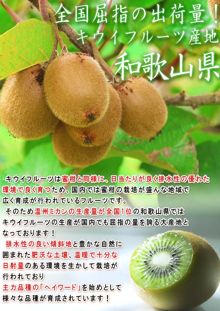 紀の姫 キウイフルーツ 約3kg 22〜33玉 和歌山県産 贈答規格 JA紀の里