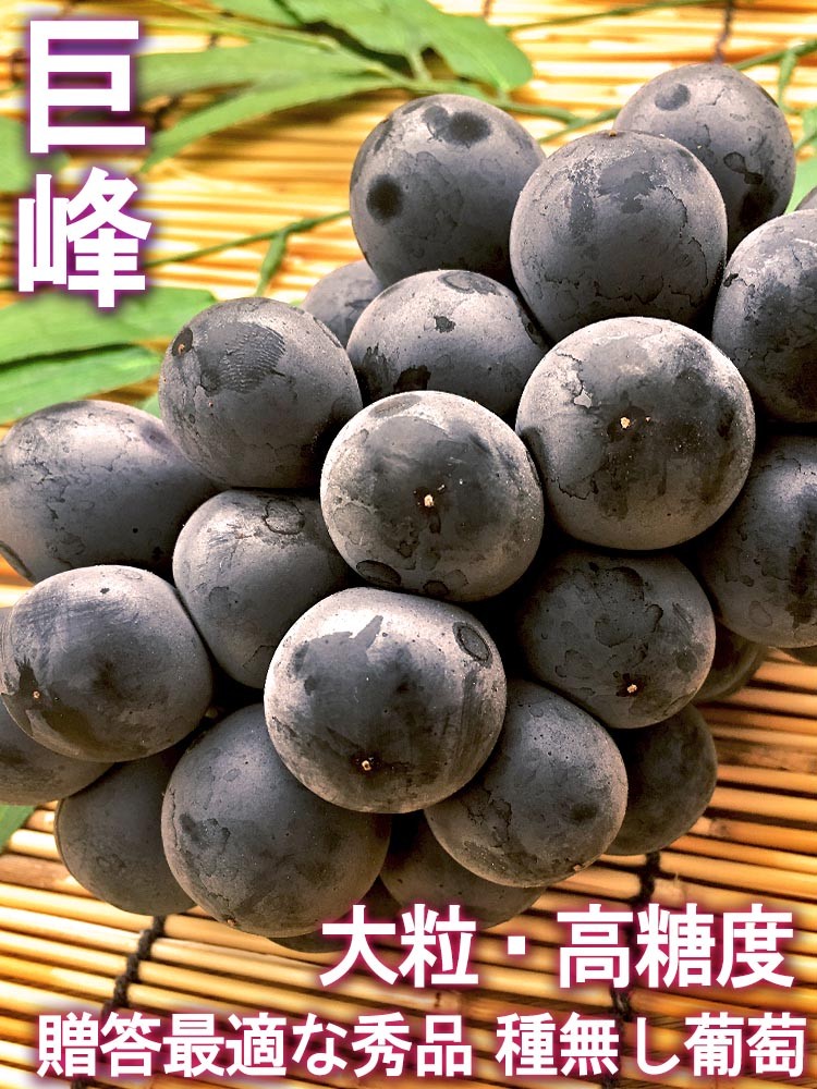 巨峰 大粒ぶどう 約1.5kg 2〜3房入り 山梨県・長野県産 贈答規格 本場