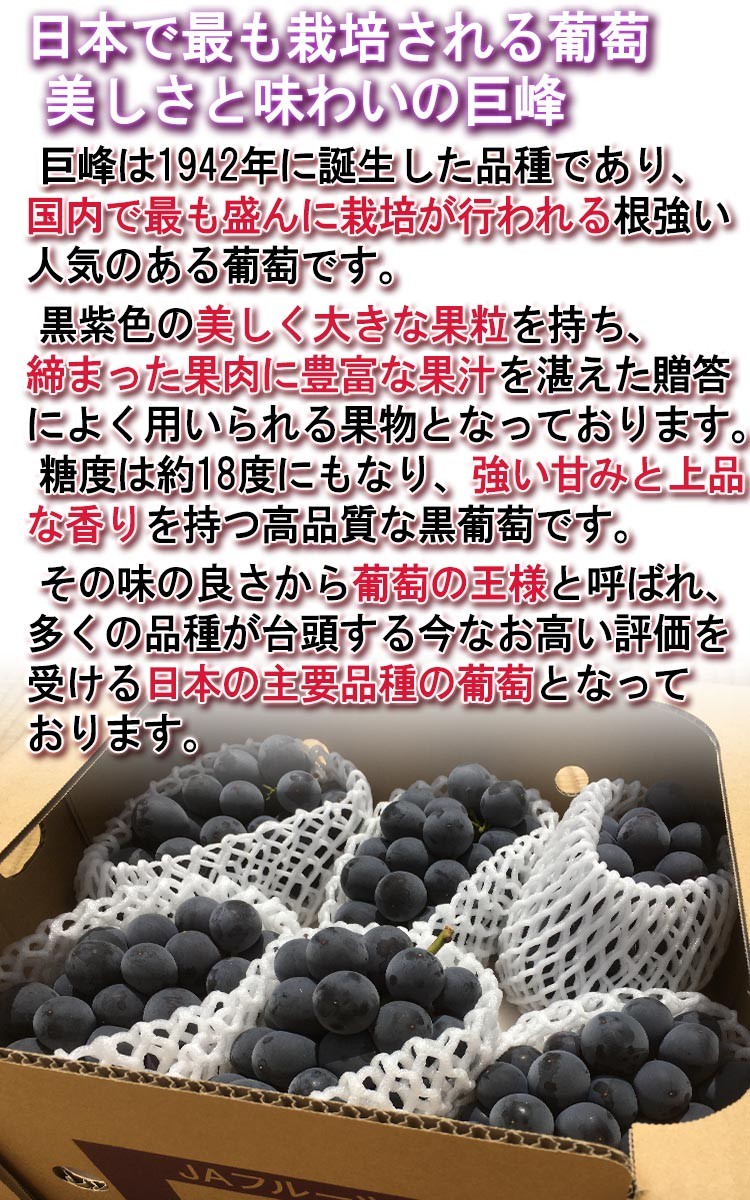 巨峰 化粧箱 2房入り 約700g 一宮種無しぶどう 山梨県産 贈答品