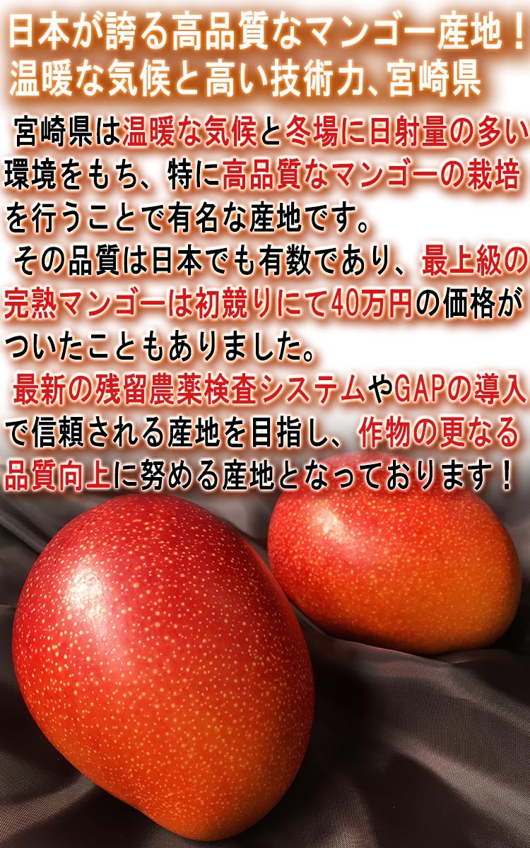 ギフト マンゴー