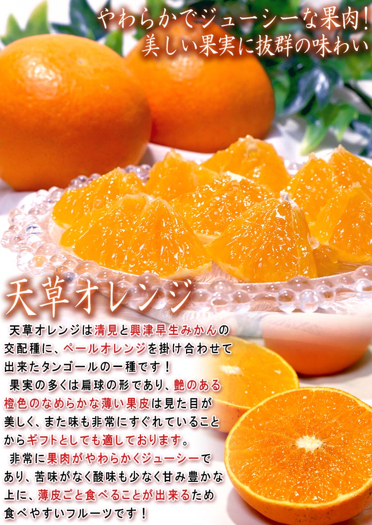 天草 さが