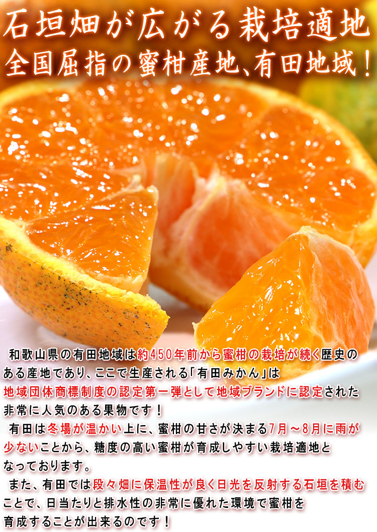 宮原みかん 樹成り完熟有田ミカン 滝川園限定 約5kg S〜2Lサイズ 贈答
