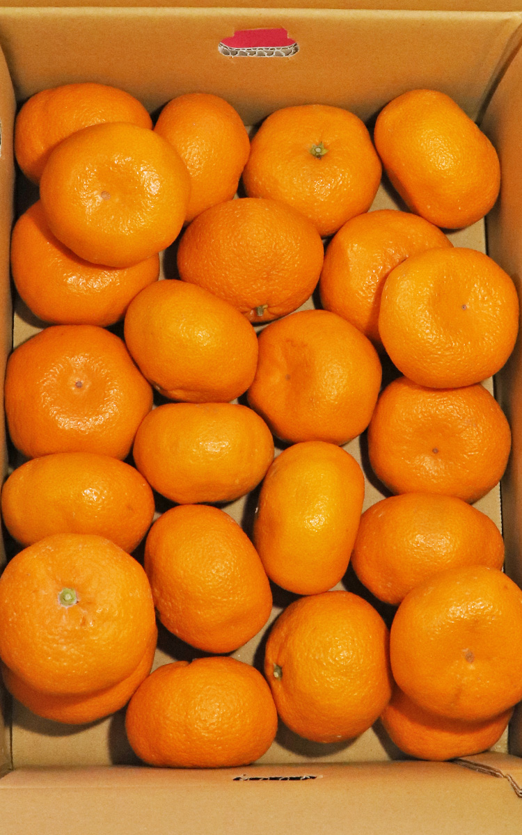 みかん あんみつ姫 温州みかん 約3kg S〜2L 佐賀県産 JAさが 糖度13度