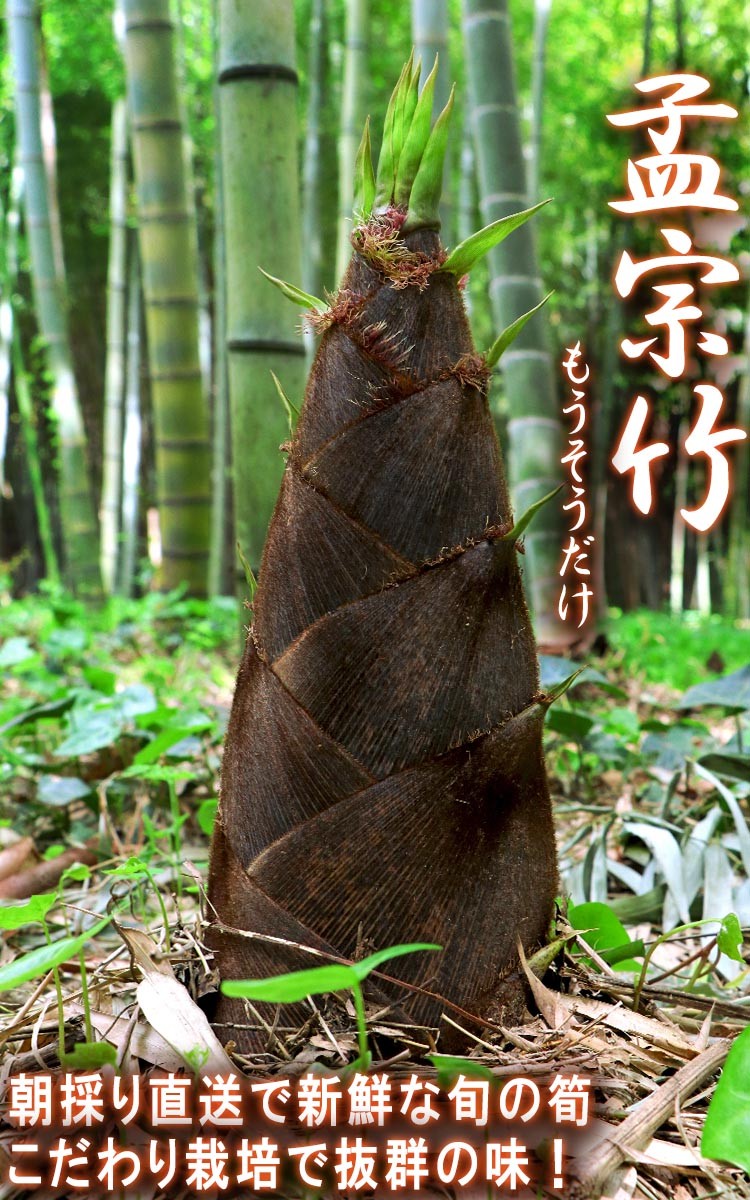 産地直送 孟宗筍 もうそうだけ 生たけのこ 約3.5kg 2〜7本 千葉県産