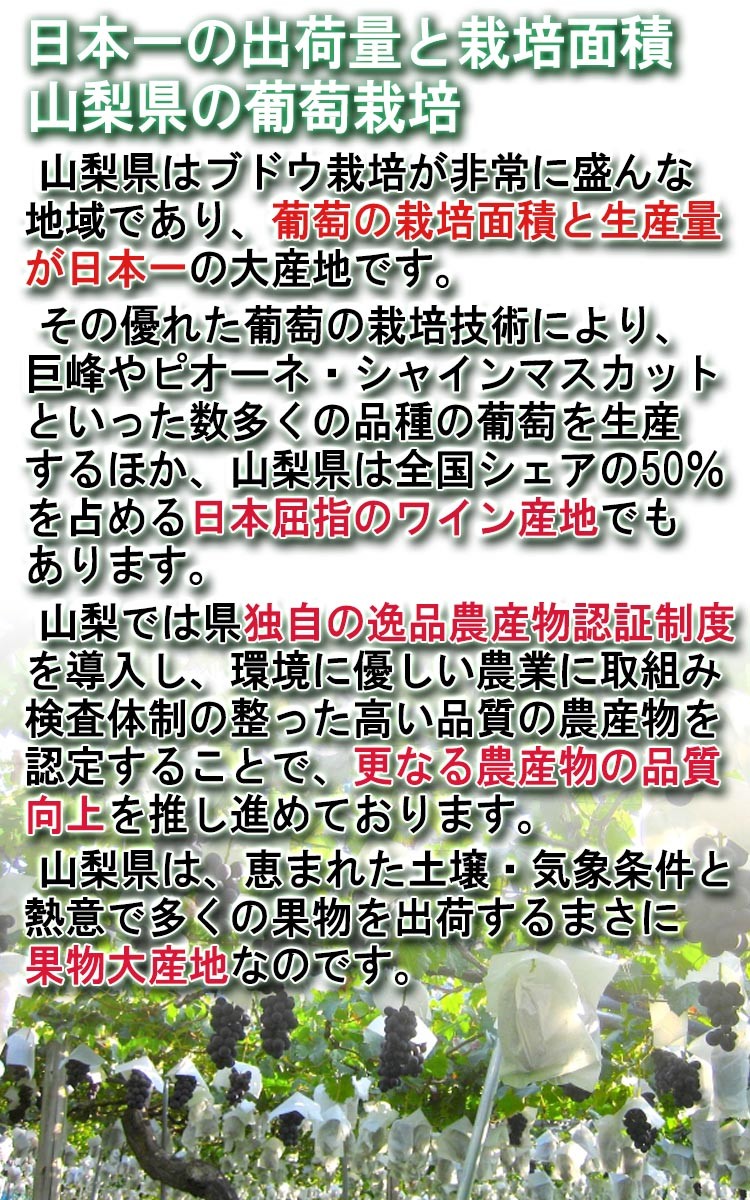 葡萄 通販