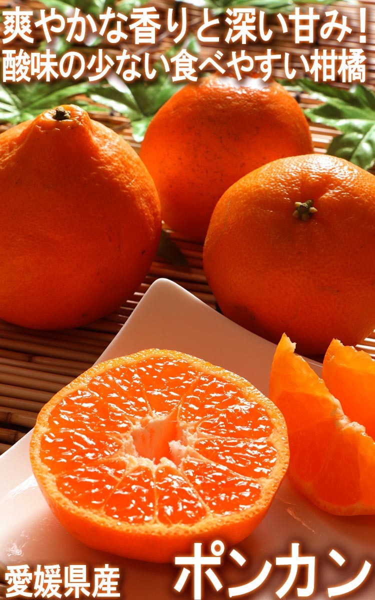 ポンカン 愛媛