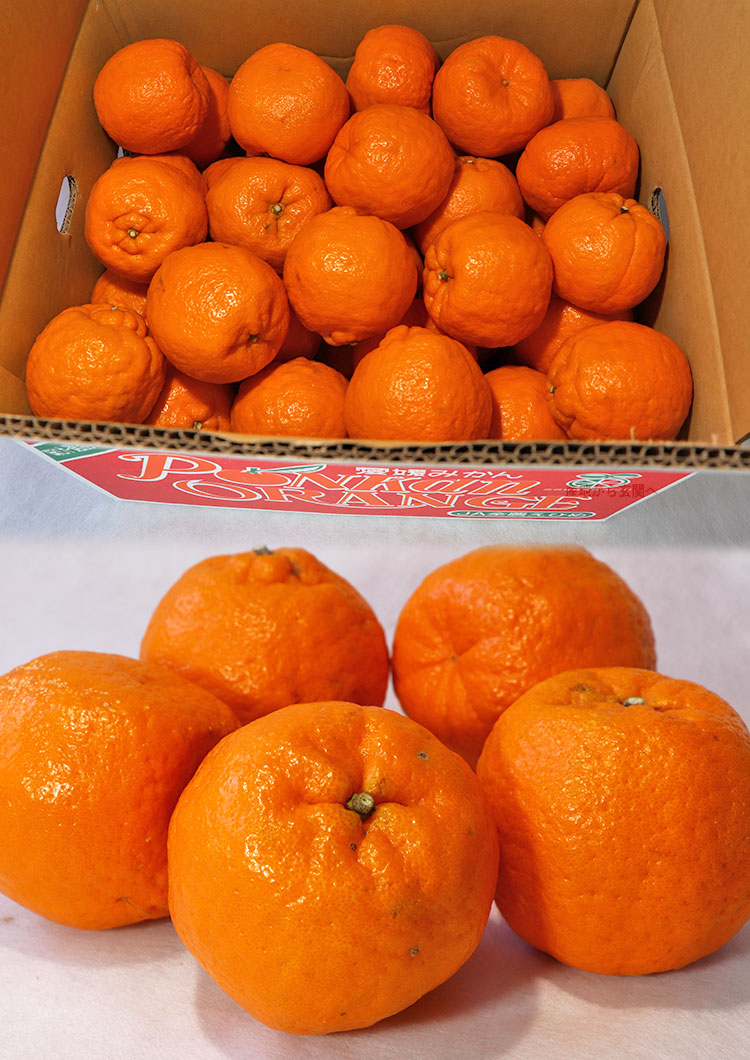 ぽんかん ギフト