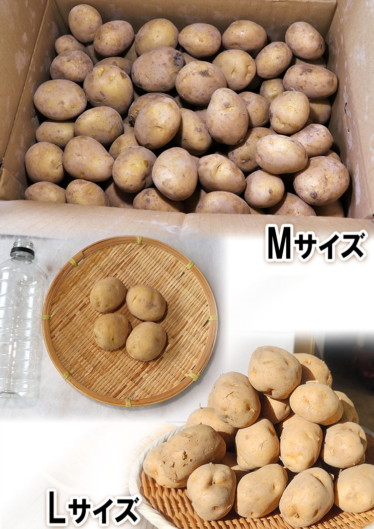 じゃがいも 男爵・とうや中心 約10kg M〜3Lサイズ 千葉・茨城産等 大