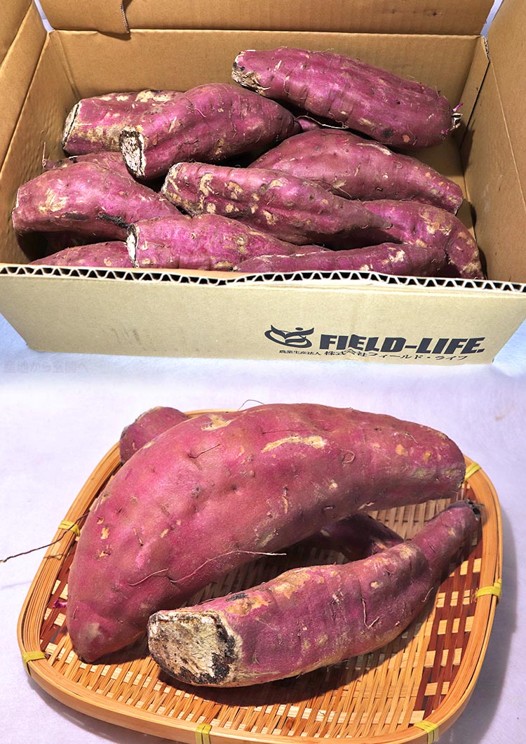 紅はるか 加工用さつまいも 約10kg 千葉県・茨城県産 訳あり品 見た目