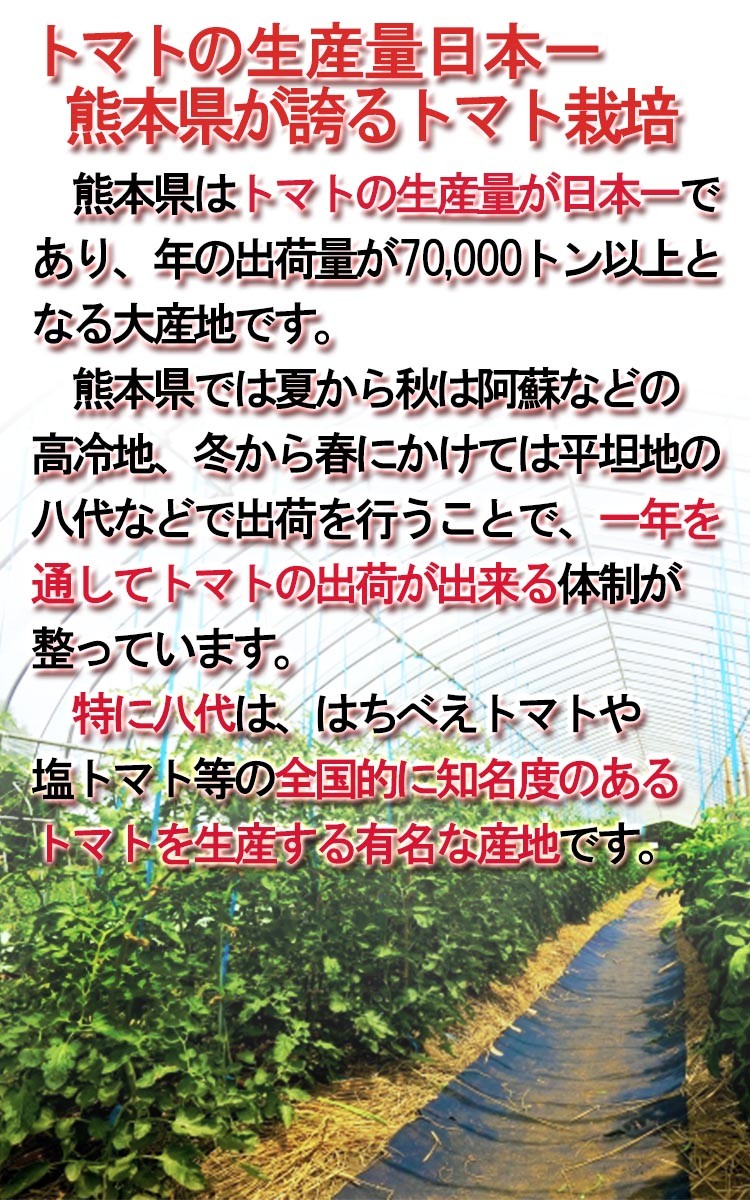 熊本 特産品