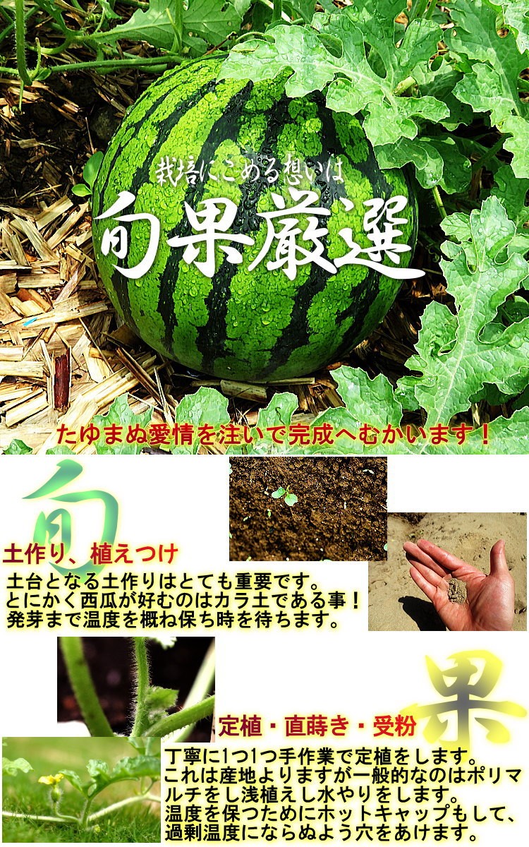 超大玉スイカ 約9〜12kg 1玉 4〜6L 千葉県産 訳あり品 空洞・棚