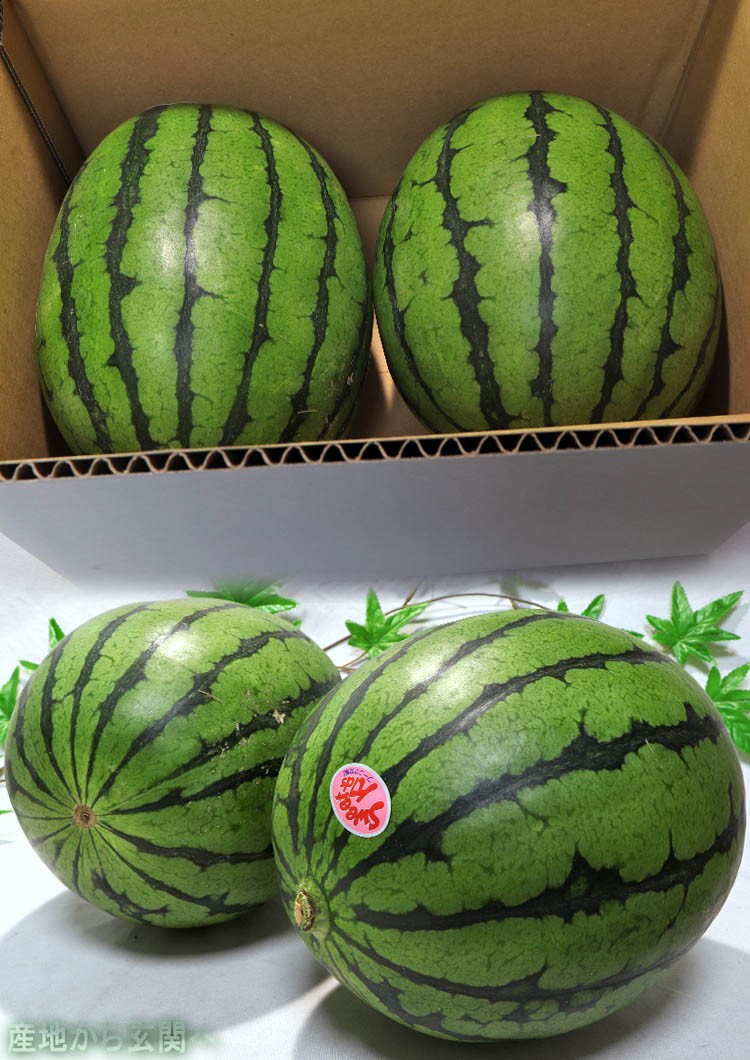 小玉 すいか