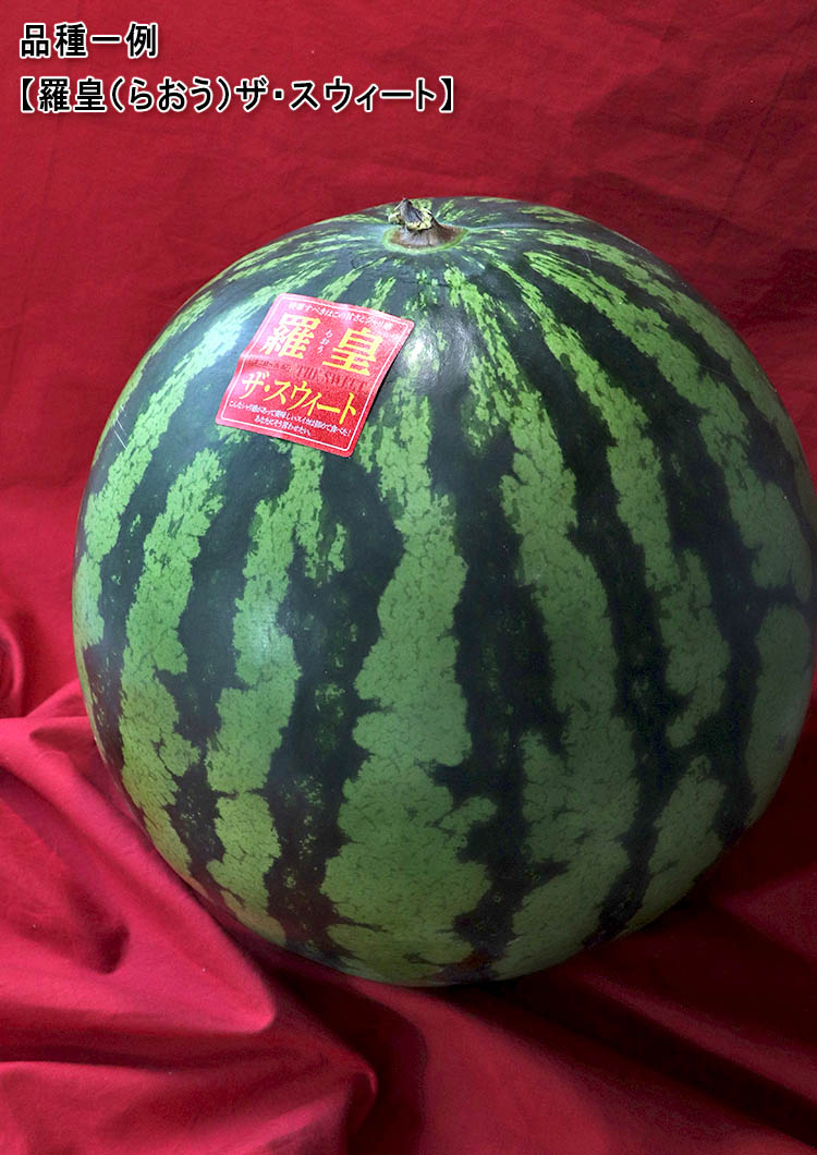 羅皇 らおう 完熟スイカ M〜Lサイズ 羅王 1玉入り 熊本県産 贈答