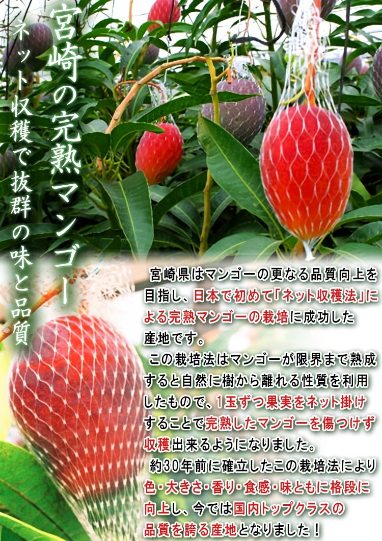 ギフト 果物