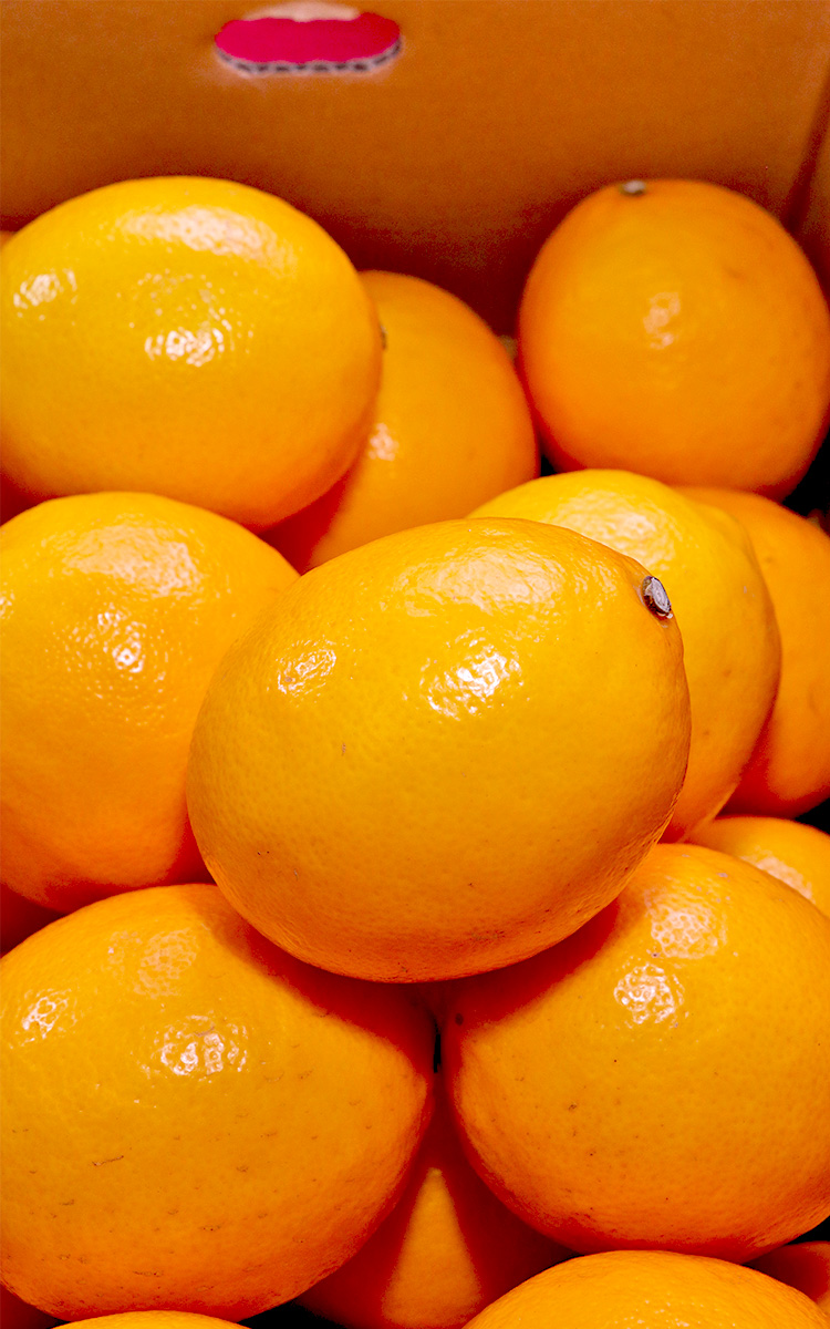 tokudai_meyerlemon_01.jpg