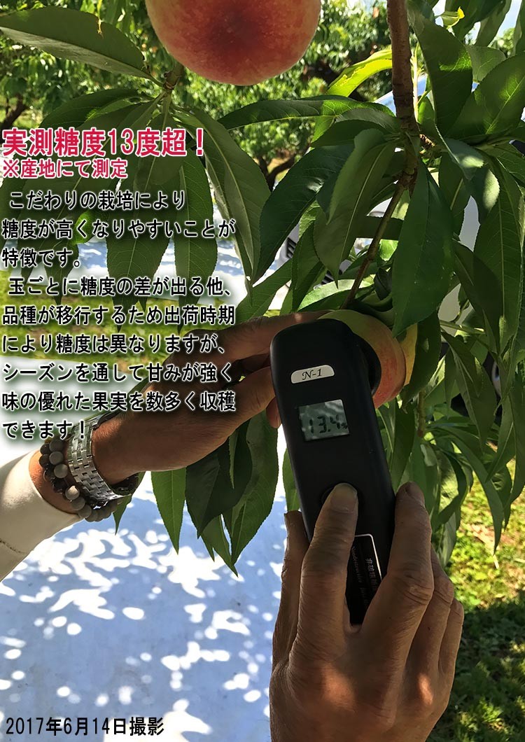 高糖度 桃