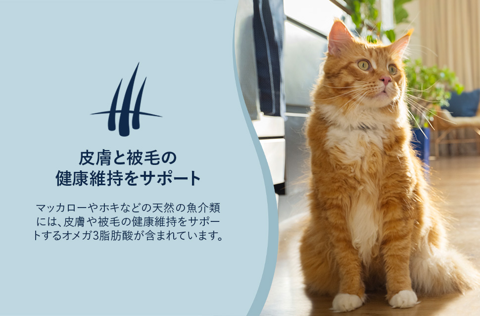 ジウィピーク ZiwiPeak (スチーム＆ドライ・キャットフード) ビーフ