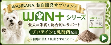 犬,猫,サプリメント,乳酸菌,涙やけ,老犬,シニア,腸内環境,抗酸化作用,ハナビラタケ,ビルベリー,ワンバナ