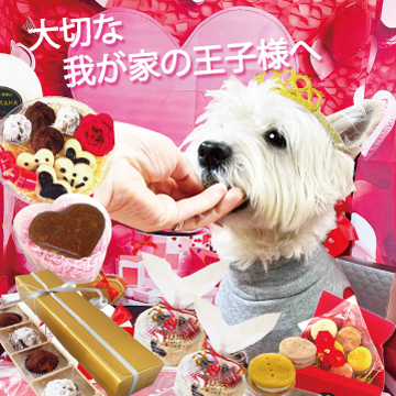 犬,わんちゃん,バレンタイン,2024,2月,配る,スイーツ,チョコ,美味しい,人気,映え,ペット,ギフト,贈り物,プレゼント,ワンバナ