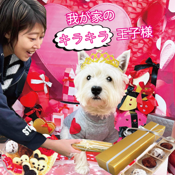 犬,わんちゃん,バレンタイン,2024,2月,配る,スイーツ,チョコ,美味しい,人気,映え,ペット,ギフト,贈り物,プレゼント,ワンバナ