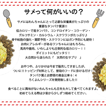 サメ,さめ,鮫,フィッシュ