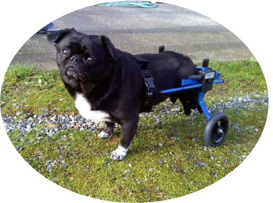 犬用車椅子　S