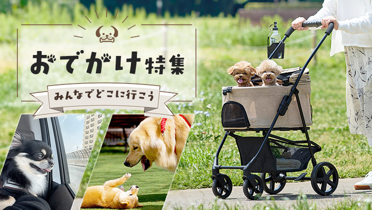 �����Ƃ̂��o�������W�b�h���C�u�E���s�E���U�������K�ɂ��錢�p�O�b�Y�bPET�� Yahoo!�V���b�s���O�X