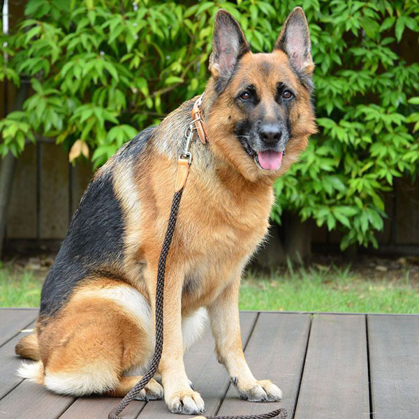 首輪 犬 おしゃれ 犬用 本革 カラー シンプル 高強度 大型犬