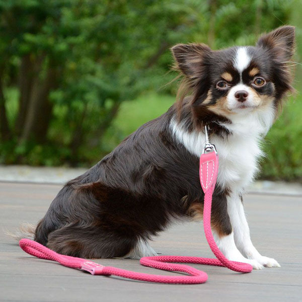 リード 犬 おしゃれ 本革 柔らか コットンロープ ハヤブサ 長さ