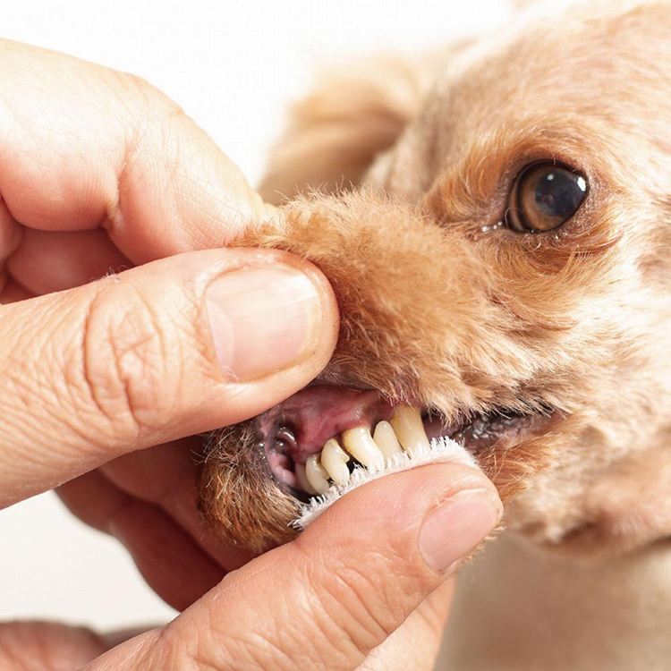 デンタルケア口腔ケア口臭歯垢犬猫用歯磨き使い捨て歯ブラシプラーク歯周ポケットデンタルケア口腔ケア犬用歯磨きオクチブラシぴたポイケーピーエス 