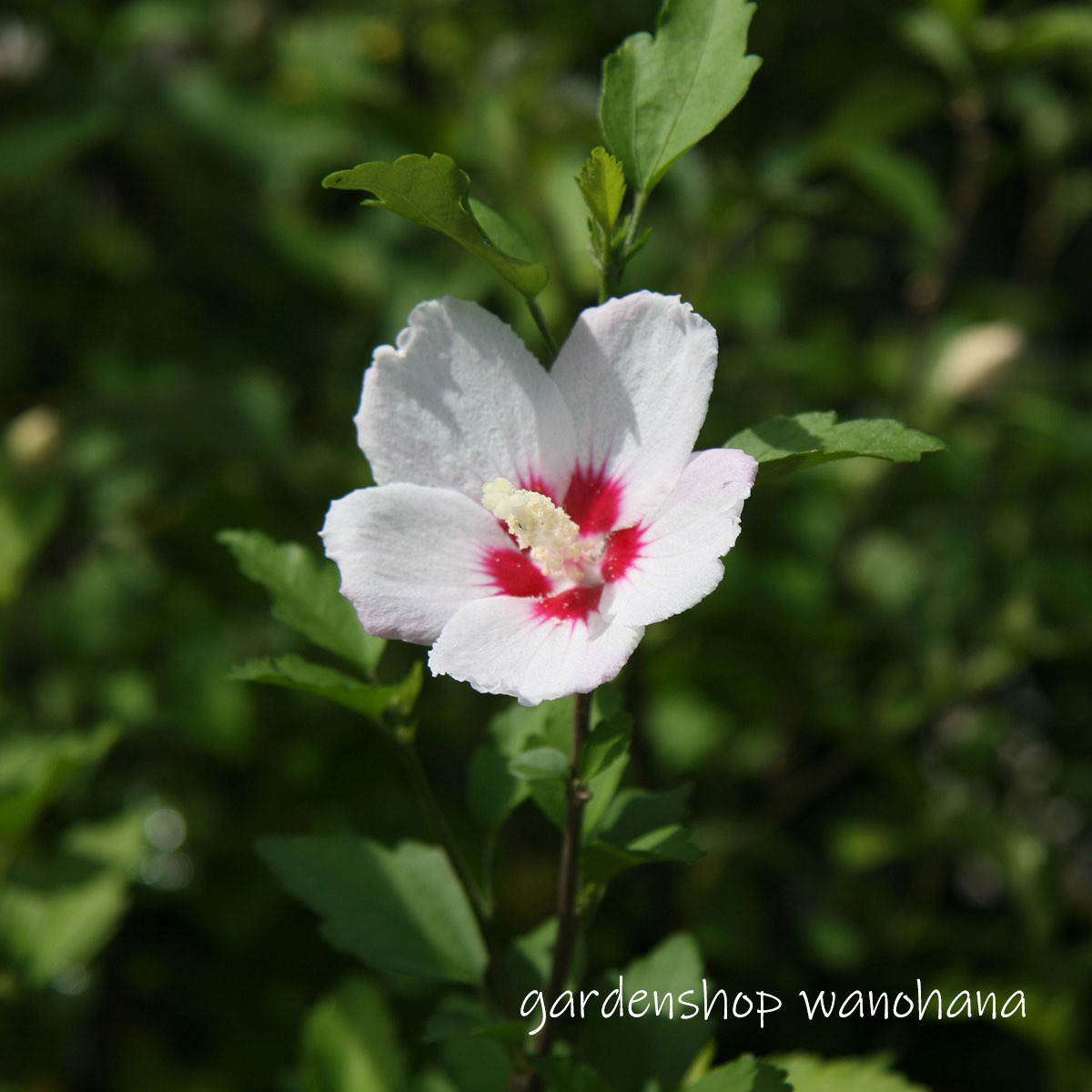 木槿 宗旦 ムクゲ ソウタン Mukuge Soutan ガーデンショップ和の花 通販 Yahoo ショッピング