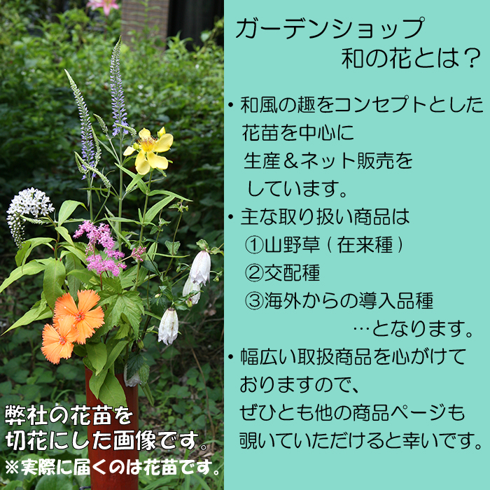 紫錦唐松 (シキンカラマツ) : shikinkaramatsu : ガーデンショップ和の