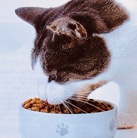 ★Catキャットフード猫用食ブランド別