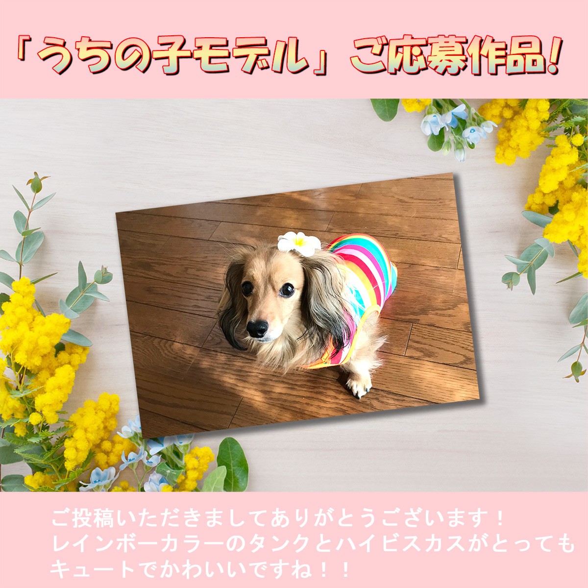 犬 服 タンクトップ レインボー Tシャツ ノースリーブ 小型犬 中型犬 秋 フレンチブルドッグ シーズートイプードル チワワ 虹色タンク  :rainbow-2969:わんわん SQUARE GARDEN - 通販 - Yahoo!ショッピング