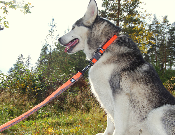 犬 リード 犬用 リード 伸縮リード ロングリード ハンドル付き 大型犬