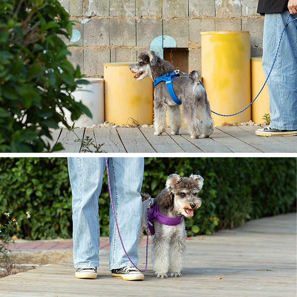 Truelove（トゥルーラブ） 犬 リード 丸ロープ かわいいカラー フリー