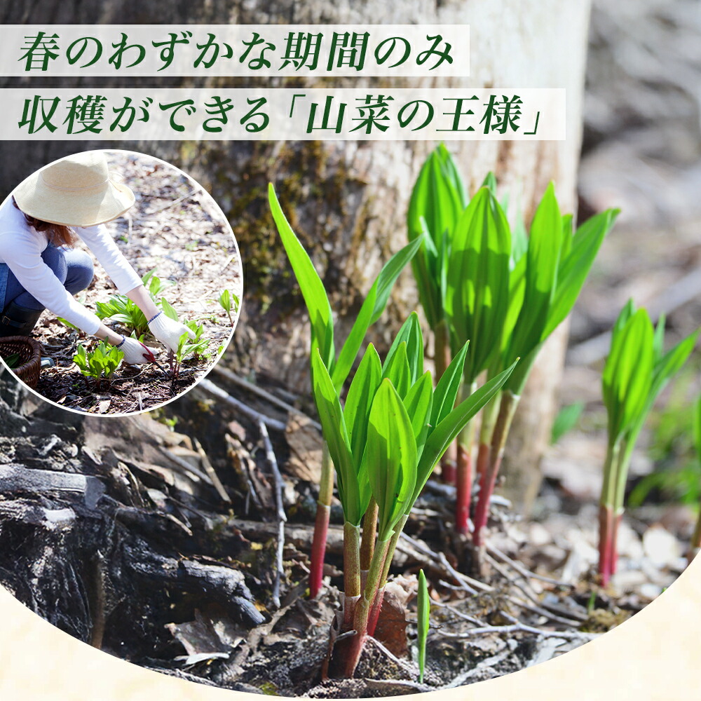 北国からの贈り物 行者にんにく アイヌネギ 1kg 北海道産 生冷蔵 4月