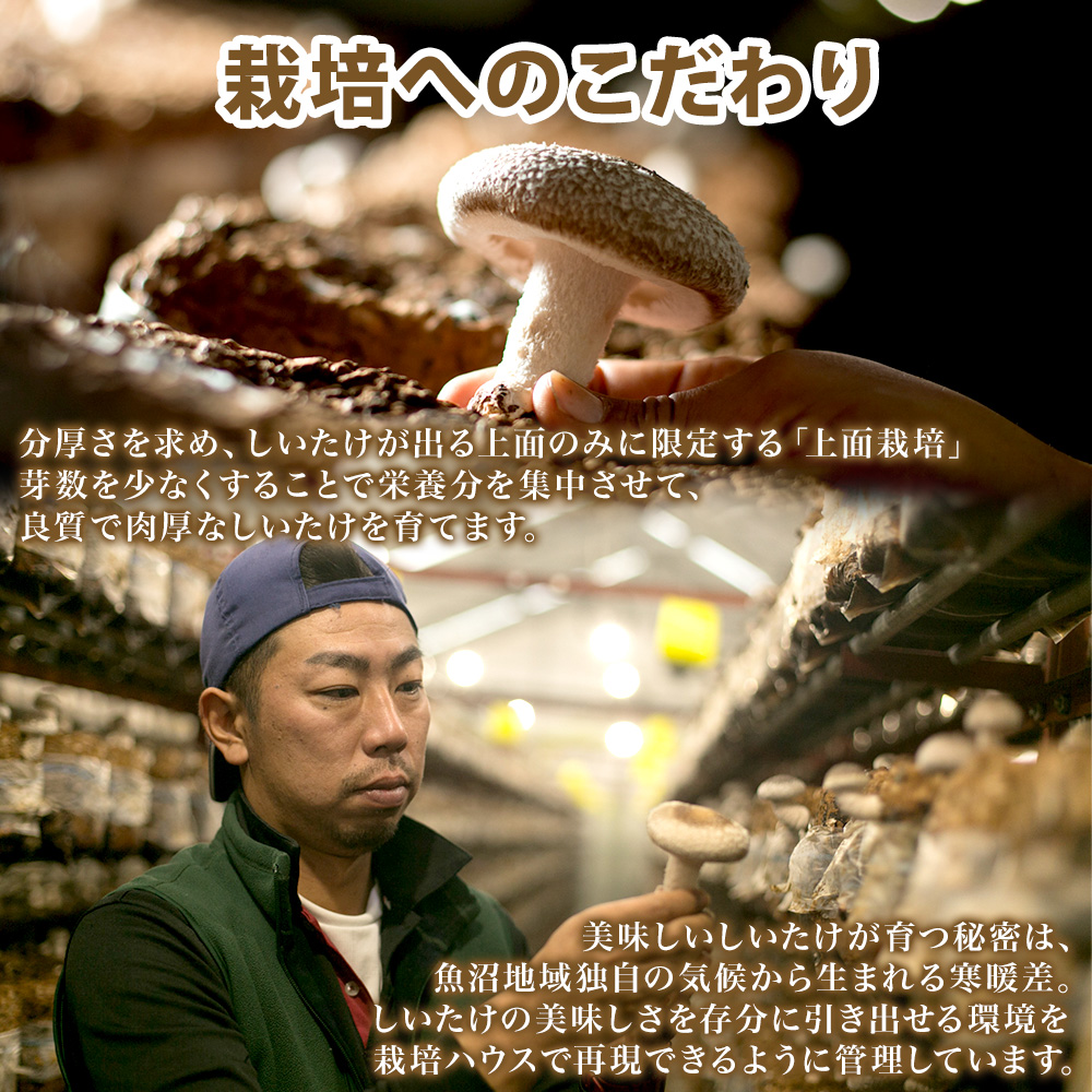 新潟県南魚沼産  干し椎茸1㎏ washoku2_108605