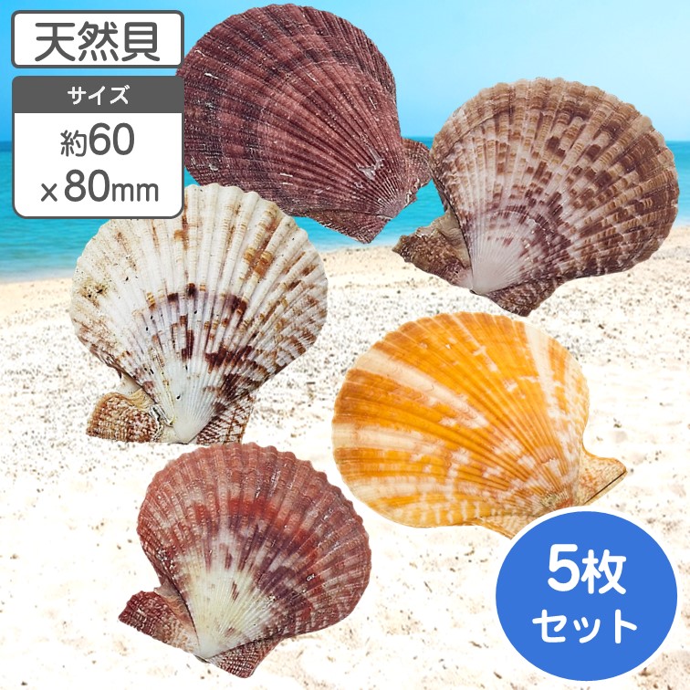 シャコガイ 天然貝 サイズおまかせ 片面 2個組 約15〜16x90 x