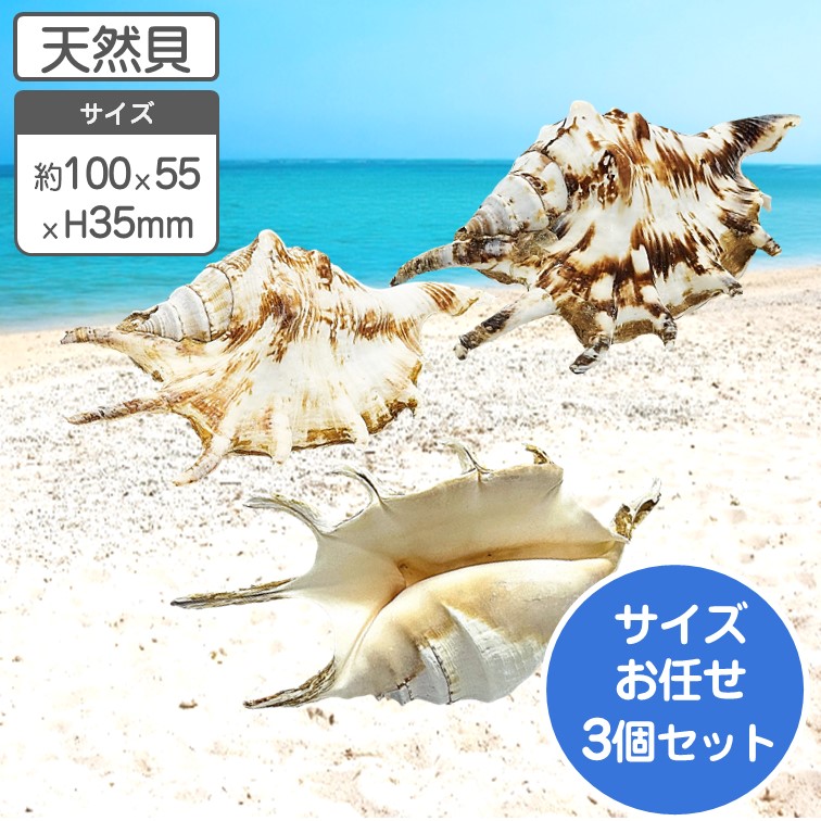 シャコガイ 天然貝 サイズおまかせ 片面 2個組 約15〜16x90 x
