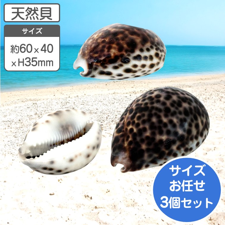 ホシダカラ 天然貝 約4〜7x高さ3.5cm 大小3個組 貝 貝殻 水槽