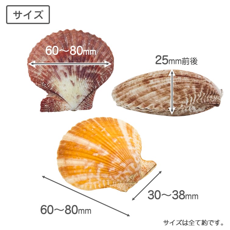 ヒオウギ 両面 二枚貝 約6〜8cm 5枚組 貝 貝殻 天然貝 水槽