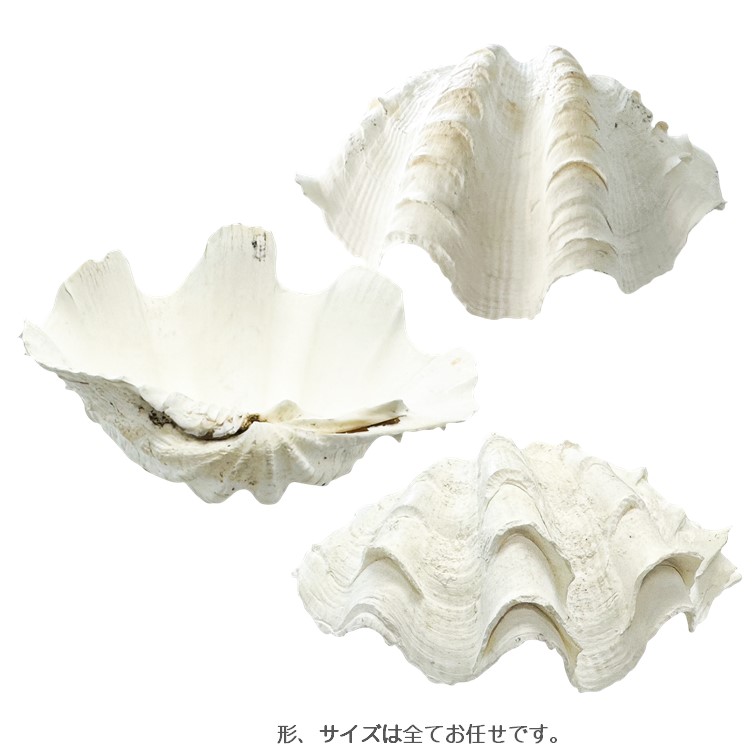シャコ貝　貝殻 片側１枚 シャコガイ 天然貝 サイズおまかせ 片面 2個組 約15〜16x90 x