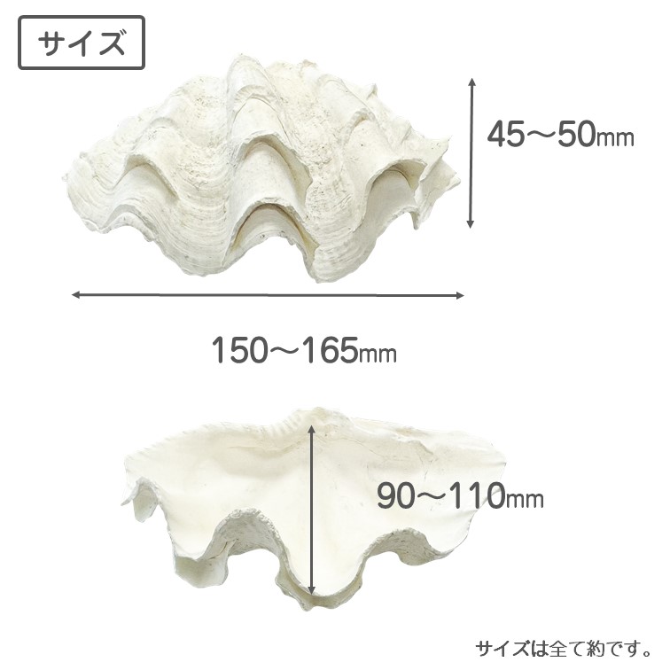 シャコガイ 天然貝 サイズおまかせ 片面 2個組 約15〜16x90 x