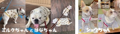 正規品♡フレンチブルドッグプルオーバー＆チェックロングパンツ♡ネイビー フレンチブルドッグ服・MARUCOCCO - Yahoo!ショッピング
