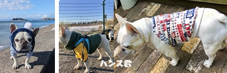 ゆみゆみ※プロフ必読お願いいたします様確認用　フレブル服 フレンチブルドッグ服・MARUCOCCO - Yahoo!ショッピング