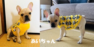 ゆみゆみ※プロフ必読お願いいたします様確認用　フレブル服 フレンチブルドッグ服のINMYLIFE potemkine