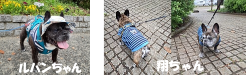 フレンチブルドッグ服・MARUCOCCO - Yahoo!ショッピング