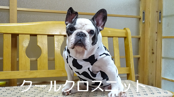 フレブル服　ハンドメード　バルーンキャミタンク サクラさくらこ からふるDreamin'「坂下 櫻～Happy New Year！2024」サンプル展示の